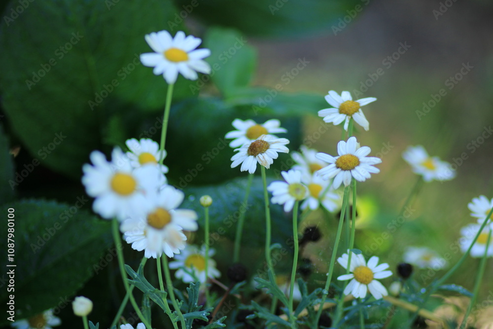 Obraz premium Natural Bellis Perennis Macro Photo