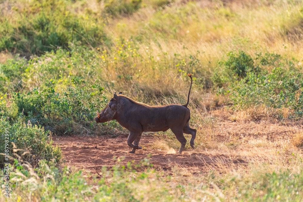 Telephoto of a Common Warthog - Phacochoerus africanus africanus- walking through dense grass in the Samburu national reserve Telephoto of a Common Warthog - Phacochoerus africanus africanus- walking through dense grass in the Samburu national reserve