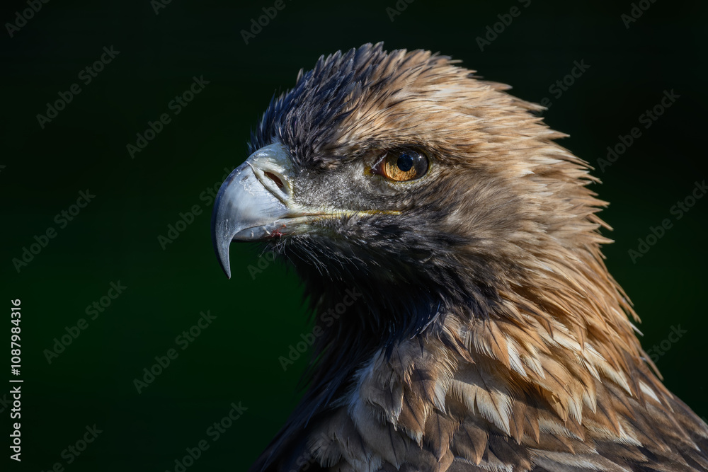 Obraz premium Royal eagle in head detail. 