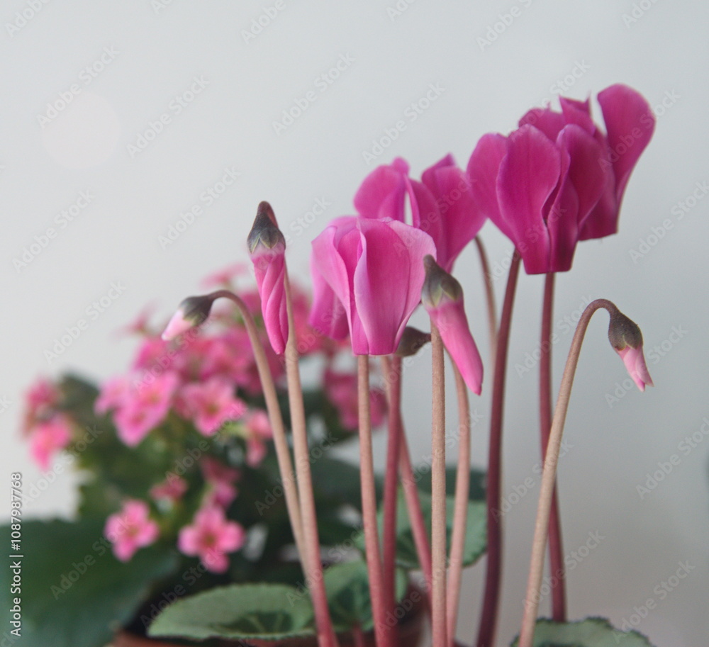 Fototapeta premium Cyclamen hederifolium, Ivy-leaved cyclamen, sowbread with pink flowers