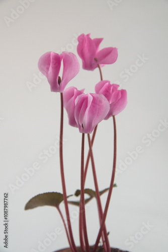 Cyclamen hederifolium, Ivy-leaved cyclamen, sowbread with pink flowers