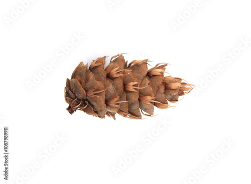 Cone of Douglas fir,  Pseudotsuga menziesii (British Columbian pine, Puget Sound pine, Douglas spruce, Oregon pine) on white  background