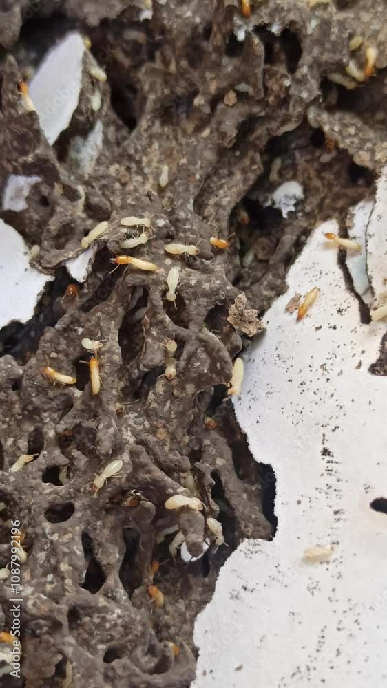 termites in the yard termites in the yard