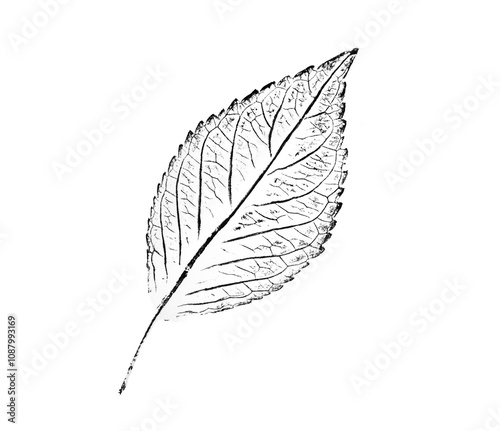 Gray and white leaf print stamp of botanical leaves and stem. Plain leaf sketched art background.