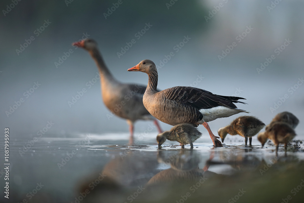 Gęgawa, gęś gęgawa, (Anser anser) greylag goose Gęgawa, gęś gęgawa, (Anser anser) greylag goose