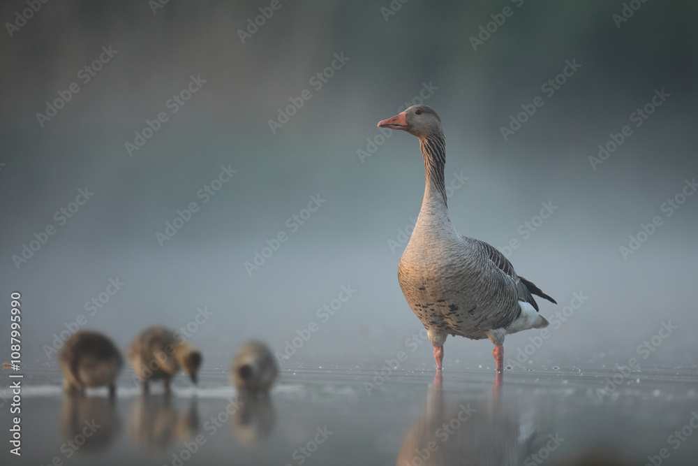 Gęgawa, gęś gęgawa, (Anser anser) greylag goose