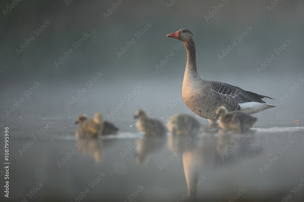 Gęgawa, gęś gęgawa, (Anser anser) greylag goose Gęgawa, gęś gęgawa, (Anser anser) greylag goose