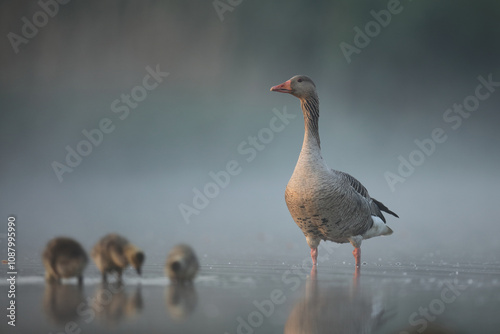 Gęgawa, gęś gęgawa,  (Anser anser) greylag goose