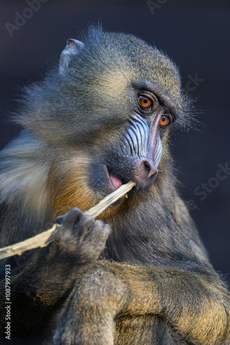 Bilde på lerret Animal portrait of a mandrill monkey biting a twig with a dark background