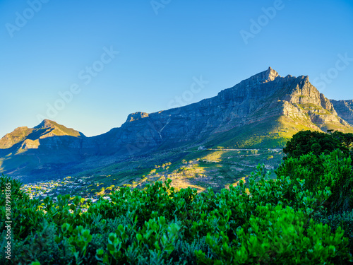 View of Table Mountain framed by lush fynbos from Signal Hill, Cape Town, South Africa