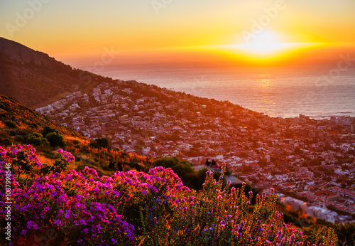 Sunset over the Atlantic Ocean with Fresnaye and Camps Bay, bright flowers in the foreground, Cape Town, South Africa