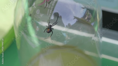 This video shows a black widow spider in a glass container. photo