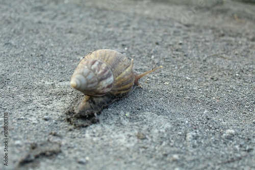 Snails are invertebrates that are also slimy and have a shell to protect themselves