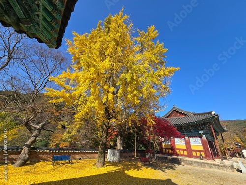 한국 전북 김제 모악산 금산사 단풍