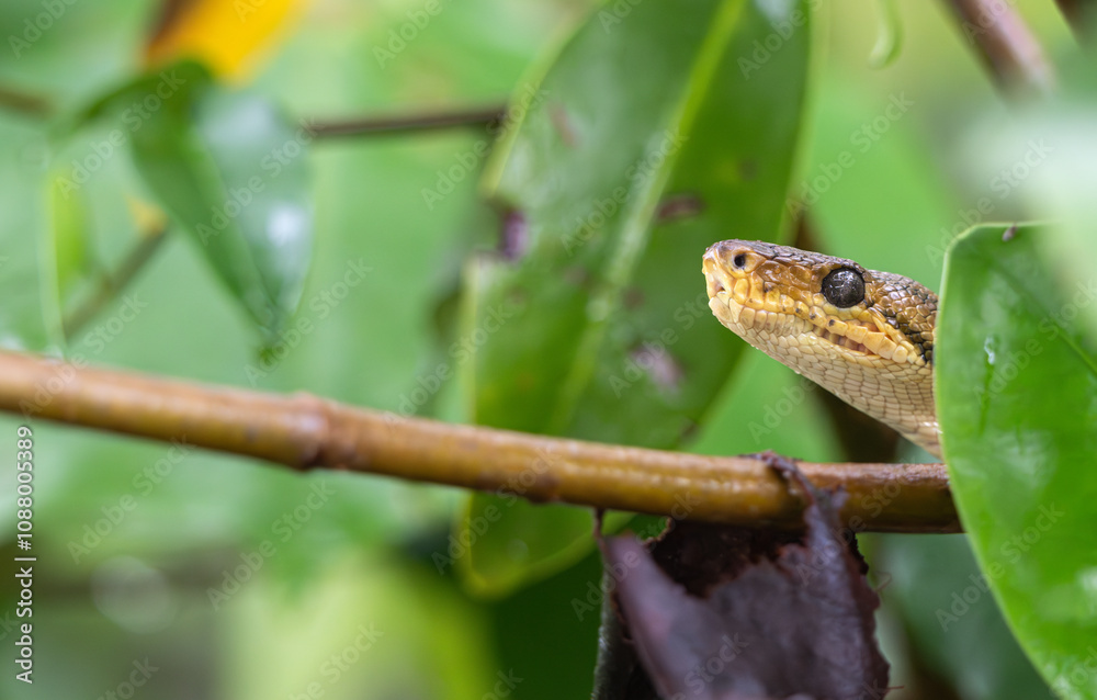 Obraz premium Closeup of a snake peeking out from a tree.