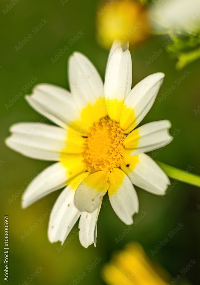 Obraz premium daisy flower closeup