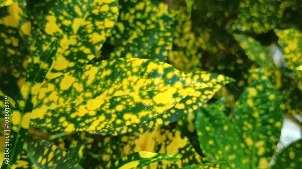 Aucuba japonica Aucuba japonica