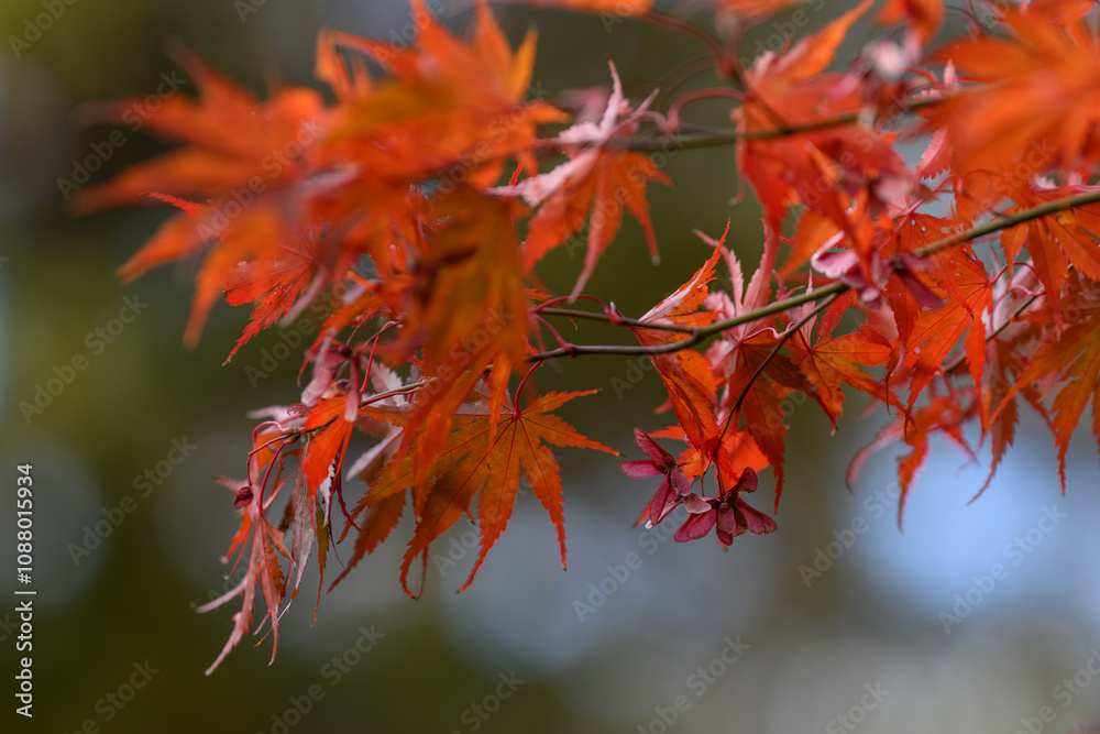 Red maple leaves and its seeds outdoors in autumn.

