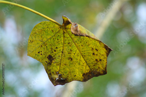 Hoja deteriorada