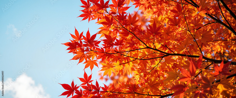 Vibrant autumn maple leaves against blue sky, seasonal beauty Vibrant autumn maple leaves against blue sky, seasonal beauty