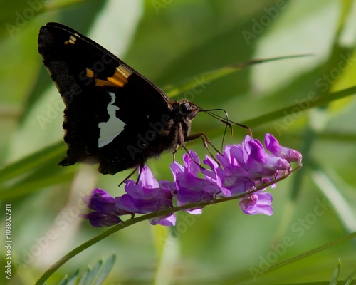 Butterfly sitting on a purple flower