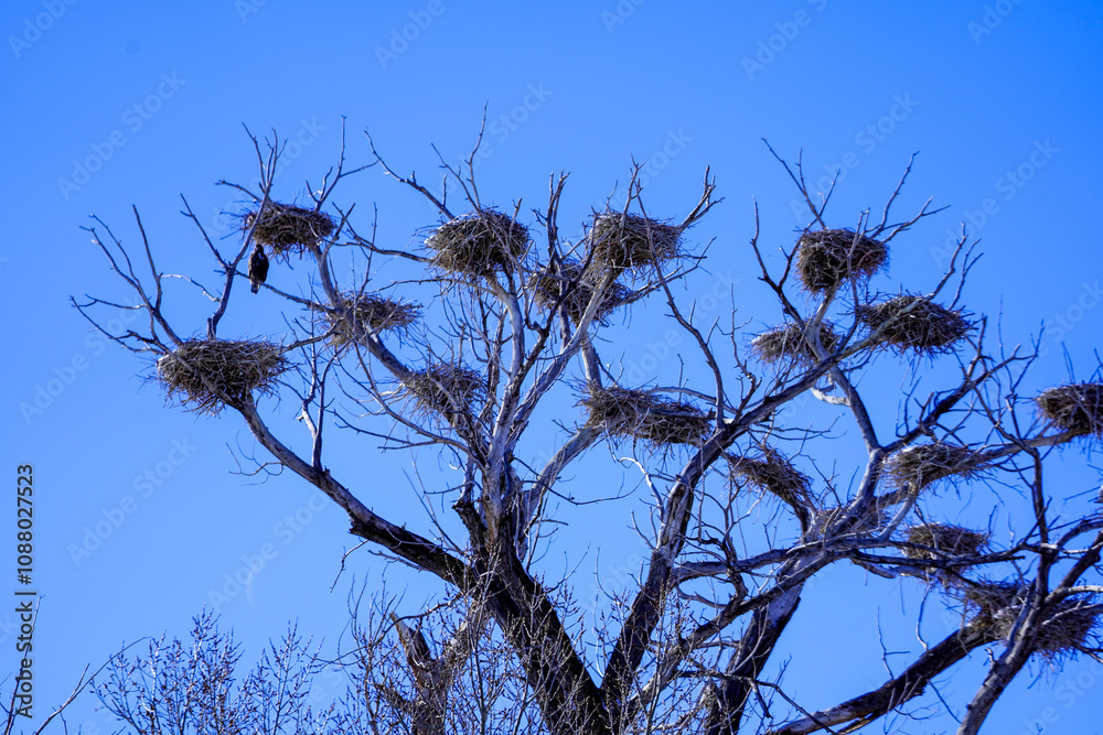 grass against sky grass against sky