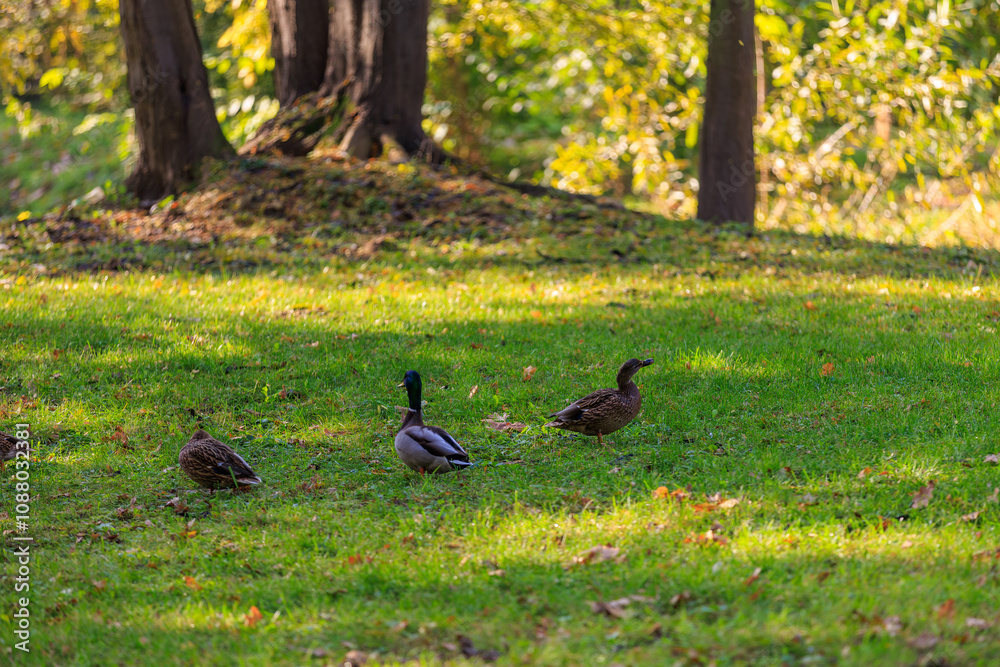Three ducks are walking in a grassy field Three ducks are walking in a grassy field