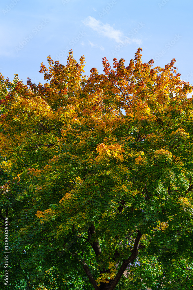 Naklejka premium autumn color trees in the forest
