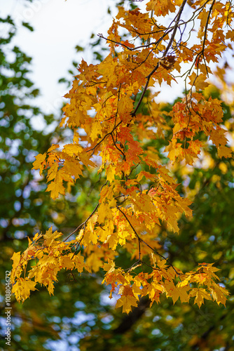 autumn maple leaves
