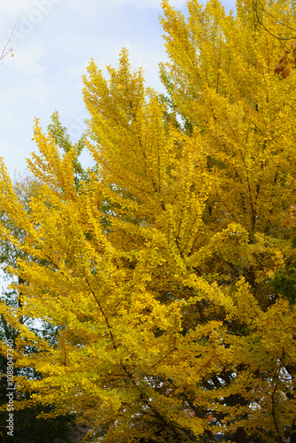 Yellow Ginkgo tree in Fall