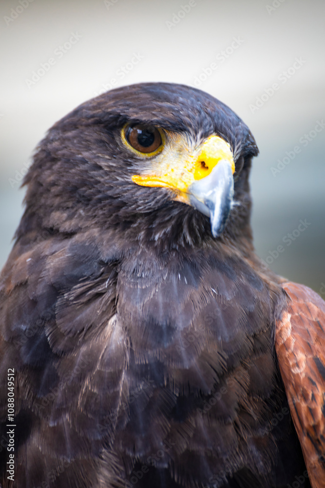 close-up of the sharp gaze and powerful aura of an eagle close-up of the sharp gaze and powerful aura of an eagle