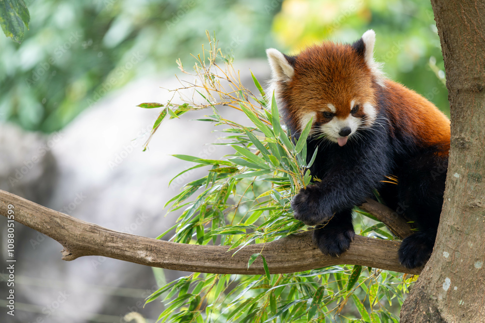 Obraz premium 木の上にいるかわいいレッサーパンダ