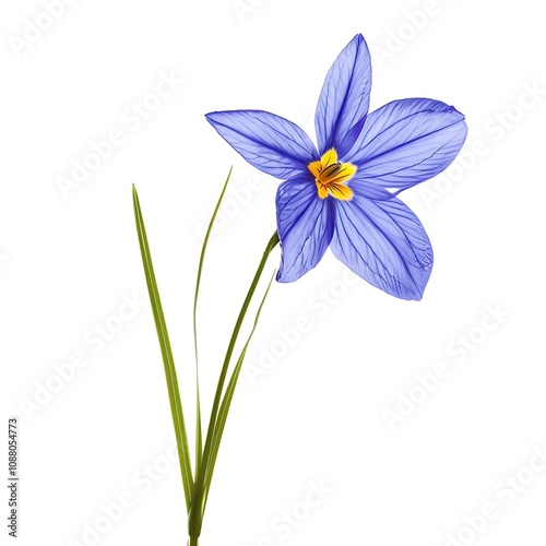 Blue Eyed Grass Isolated on White Background. Beautiful Blue Eyed Grass Flower