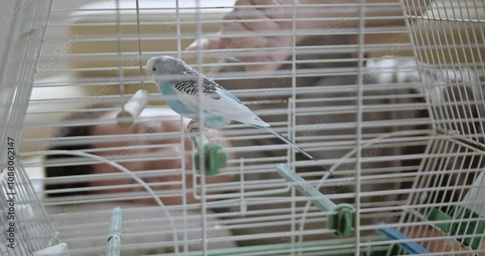 Boy Gently Cuddles Pet Parakeet Through Cage at Home: A Heartwarming Display of Love and Care Boy Gently Cuddles Pet Parakeet Through Cage at Home: A Heartwarming Display of Love and Care