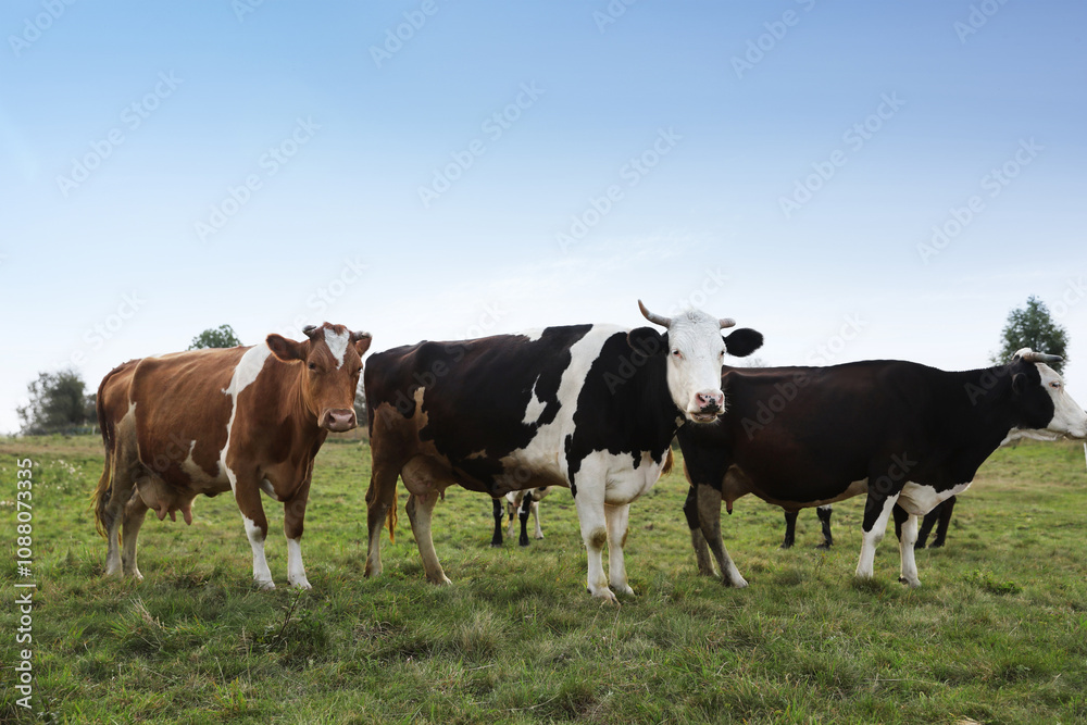 Beautiful cows grazing on green grass outdoors Beautiful cows grazing on green grass outdoors