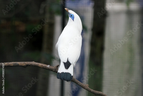 Majestic Bali myna (Leucopsar Rothschildi), Showcasing its Unique Features And Serene Expression.
 photo