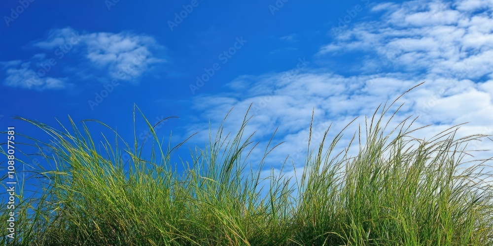 Obraz premium grass with a blue sky backdrop