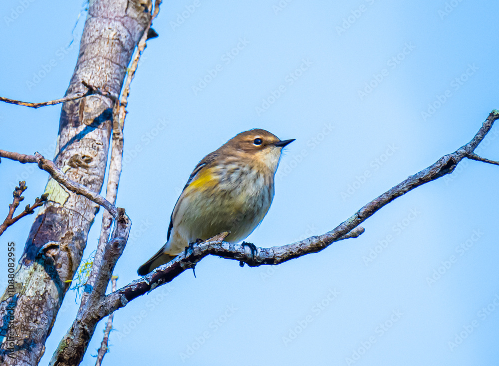 Fototapeta premium robin on branch
