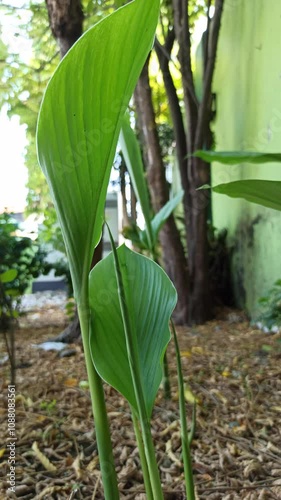 Curcuma zanthorrhiza plant photo