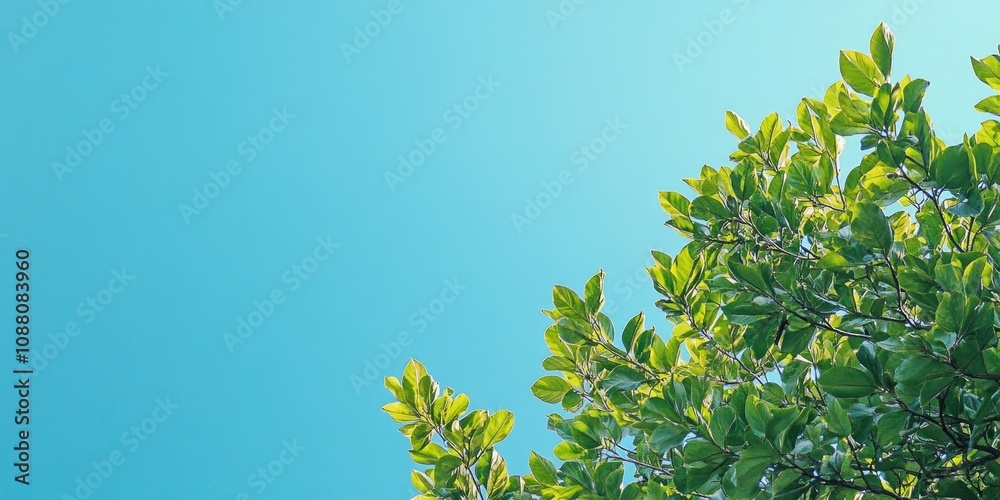 Green treetop set against a clear blue sky. Negative space. Green treetop set against a clear blue sky. Negative space.