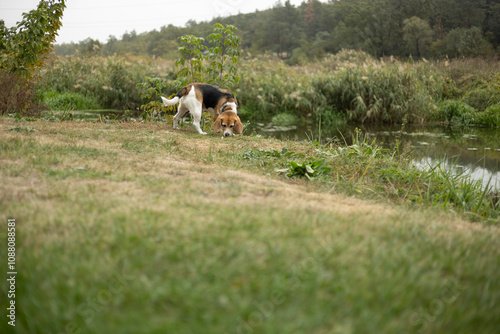 nature, landscape. Autumn. walk in nature. Dog on a walk. The puppy is walking. best friend pet photo