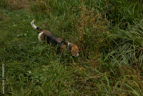 nature, landscape. Autumn. walk in nature. Dog on a walk. The puppy is walking. best friend pet