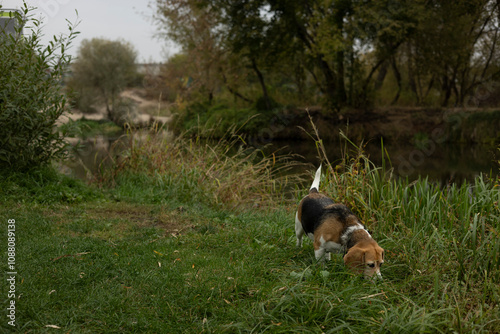 nature, landscape. Autumn. walk in nature. Dog on a walk. The puppy is walking. best friend pet