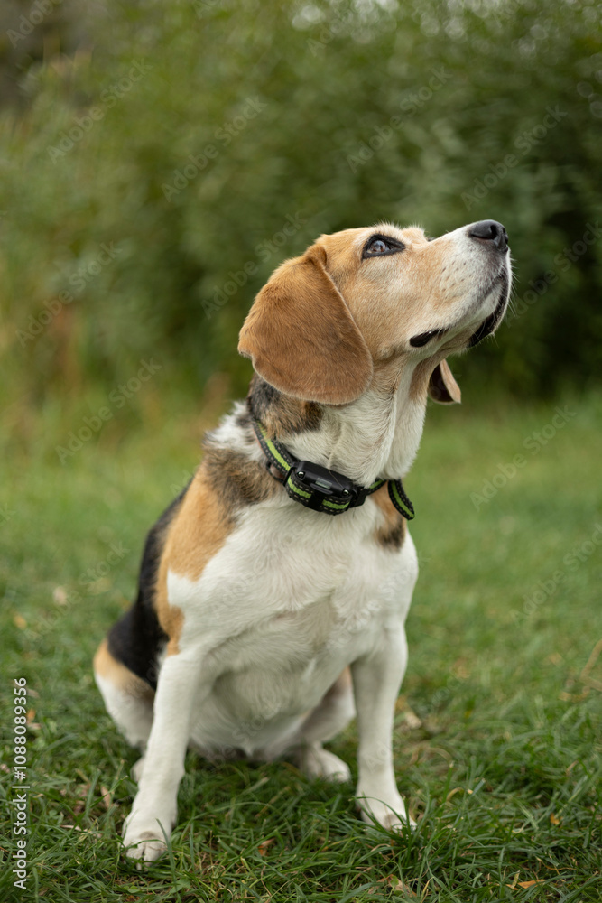 nature, landscape. Autumn. walk in nature. Dog on a walk. The puppy is walking. best friend pet nature, landscape. Autumn. walk in nature. Dog on a walk. The puppy is walking. best friend pet