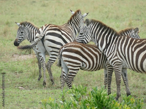 Group of zebras standing together in the african savanna