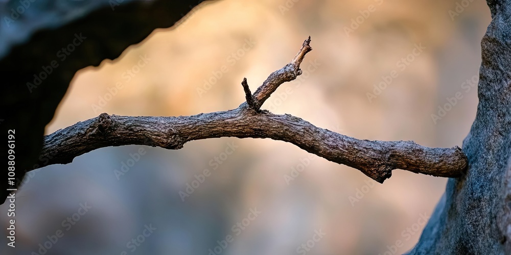 dried branch in a narrow opening in front of a blurred background dried branch in a narrow opening in front of a blurred background