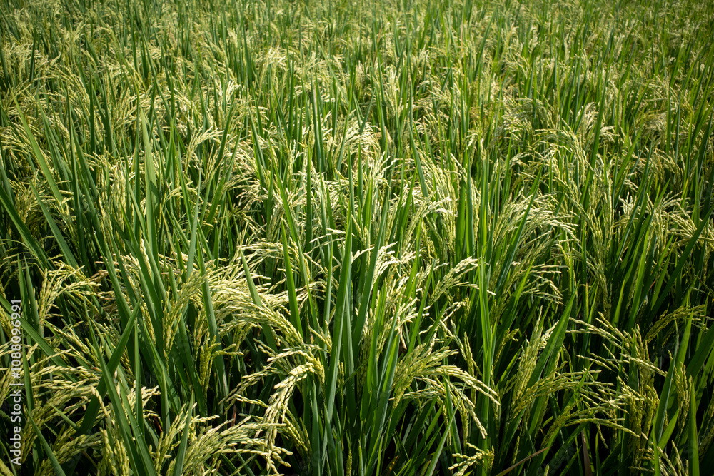 Close up of green paddy rice plant (Oryza sativa) on rice field Close up of green paddy rice plant (Oryza sativa) on rice field
