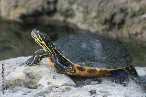 tortuga de agua