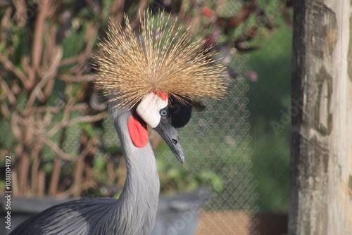grulla coronada cuelligrís​ (Balearica regulorum)