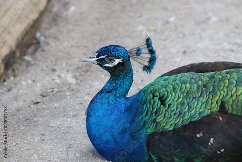 Pavo Real